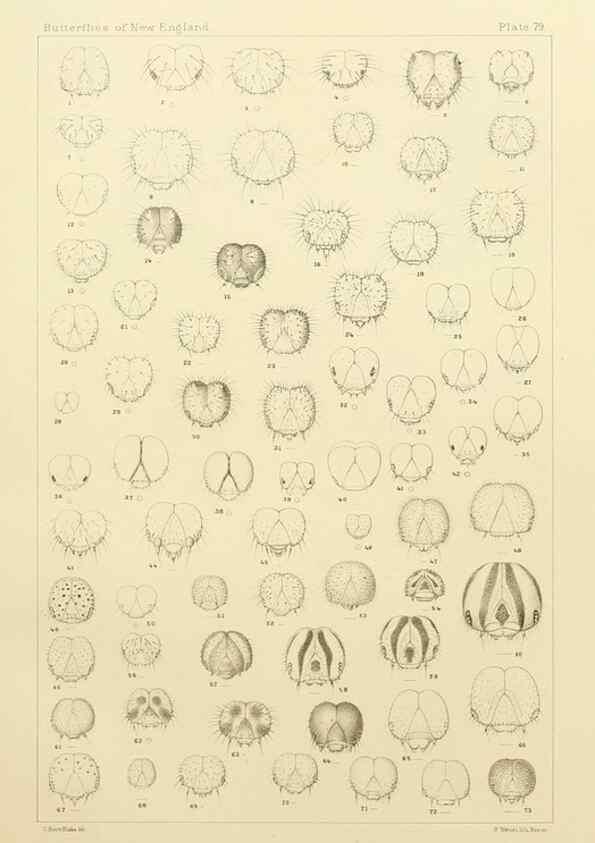 Reproducción/Reproduction 8253392674: The butterflies of the eastern United States and Canada :. Cambridge :The author,1889.