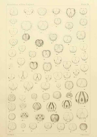 Reproducción/Reproduction 8253392674: The butterflies of the eastern United States and Canada :. Cambridge :The author,1889.
