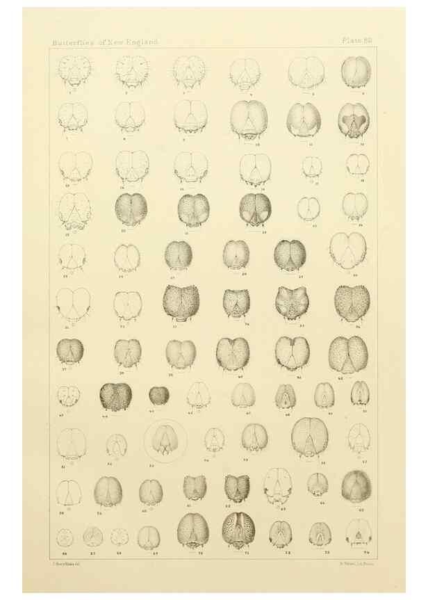 Reproducción/Reproduction 8253393032: The butterflies of the eastern United States and Canada :. Cambridge :The author,1889.