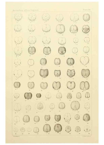 Reproducción/Reproduction 8253393032: The butterflies of the eastern United States and Canada :. Cambridge :The author,1889.