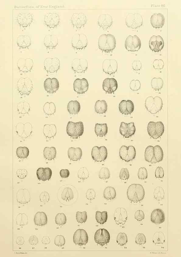 Reproducción/Reproduction 8253393032: The butterflies of the eastern United States and Canada :. Cambridge :The author,1889.
