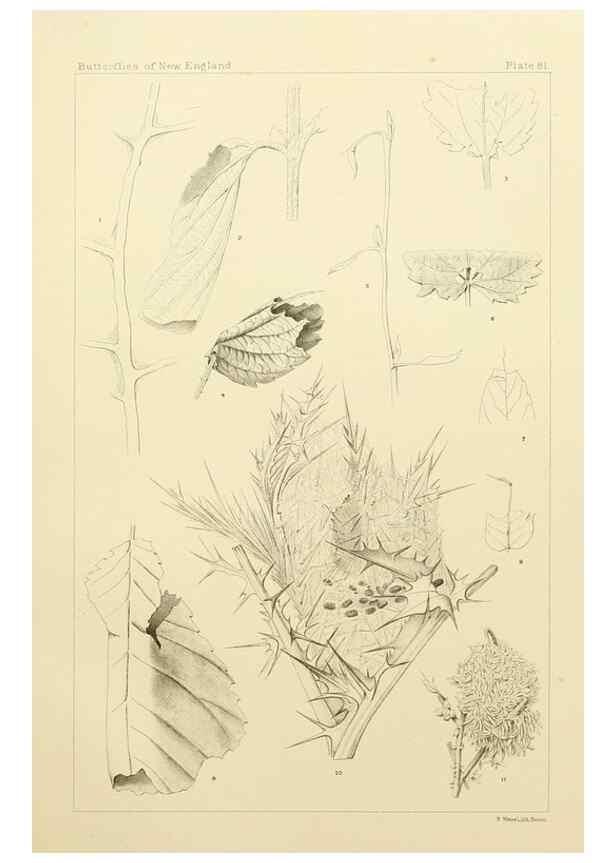 Reproducción/Reproduction 8252322341: The butterflies of the eastern United States and Canada :. Cambridge :The author,1889.