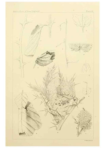Reproducción/Reproduction 8252322341: The butterflies of the eastern United States and Canada :. Cambridge :The author,1889.