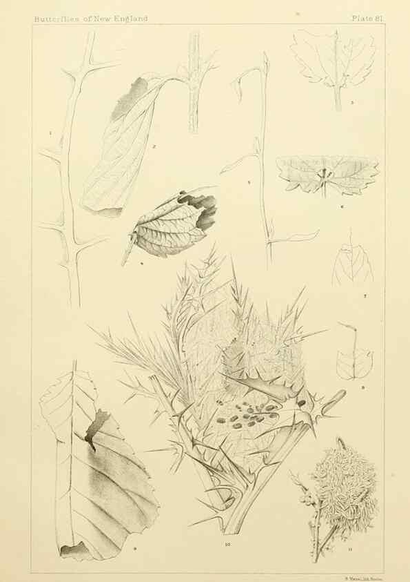 Reproducción/Reproduction 8252322341: The butterflies of the eastern United States and Canada :. Cambridge :The author,1889.