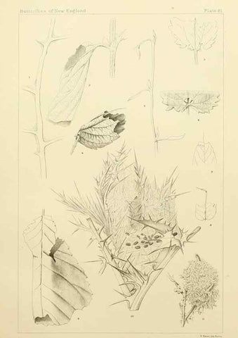 Reproducción/Reproduction 8252322341: The butterflies of the eastern United States and Canada :. Cambridge :The author,1889.
