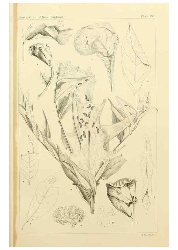 Reproducción/Reproduction 8253393792: The butterflies of the eastern United States and Canada :. Cambridge :The author,1889.