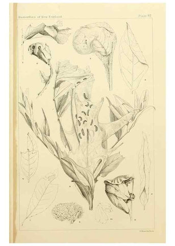Reproducción/Reproduction 8253393792: The butterflies of the eastern United States and Canada :. Cambridge :The author,1889.
