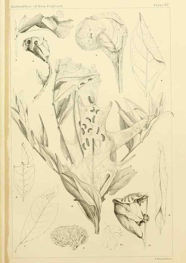 Reproducción/Reproduction 8253393792: The butterflies of the eastern United States and Canada :. Cambridge :The author,1889.