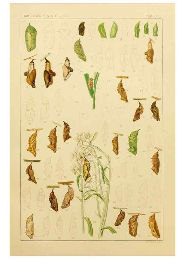 Reproducción/Reproduction 8252323299: The butterflies of the eastern United States and Canada :. Cambridge :The author,1889.