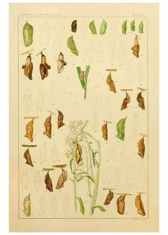 Reproducción/Reproduction 8252323299: The butterflies of the eastern United States and Canada :. Cambridge :The author,1889.