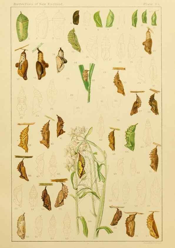 Reproducción/Reproduction 8252323299: The butterflies of the eastern United States and Canada :. Cambridge :The author,1889.