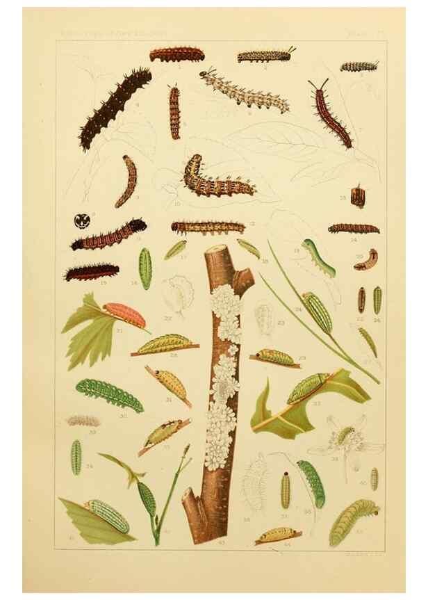 Reproducción/Reproduction 8252320083: The butterflies of the eastern United States and Canada :. Cambridge :The author,1889.