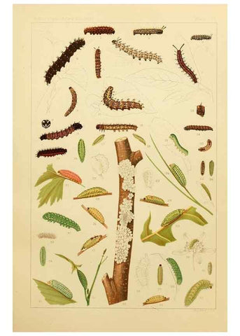 Reproducción/Reproduction 8252320083: The butterflies of the eastern United States and Canada :. Cambridge :The author,1889.