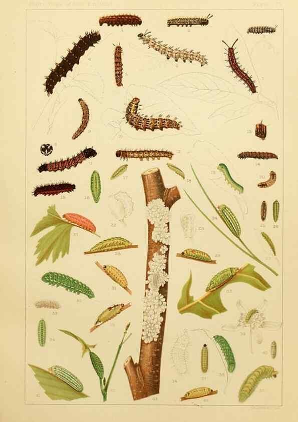 Reproducción/Reproduction 8252320083: The butterflies of the eastern United States and Canada :. Cambridge :The author,1889.