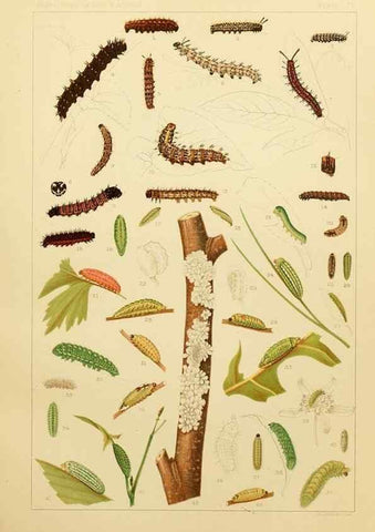 Reproducción/Reproduction 8252320083: The butterflies of the eastern United States and Canada :. Cambridge :The author,1889.