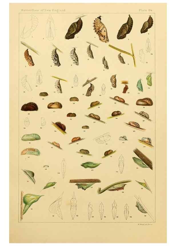 Reproducción/Reproduction 8252323701: The butterflies of the eastern United States and Canada :. Cambridge :The author,1889.