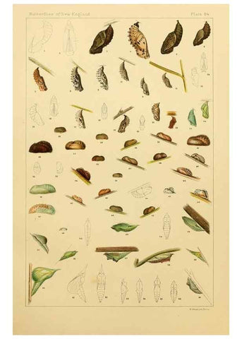 Reproducción/Reproduction 8252323701: The butterflies of the eastern United States and Canada :. Cambridge :The author,1889.
