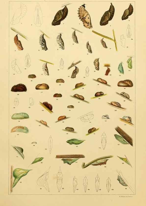 Reproducción/Reproduction 8252323701: The butterflies of the eastern United States and Canada :. Cambridge :The author,1889.