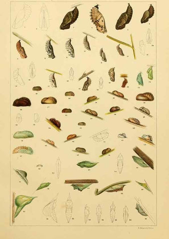 Reproducción/Reproduction 8252323701: The butterflies of the eastern United States and Canada :. Cambridge :The author,1889.
