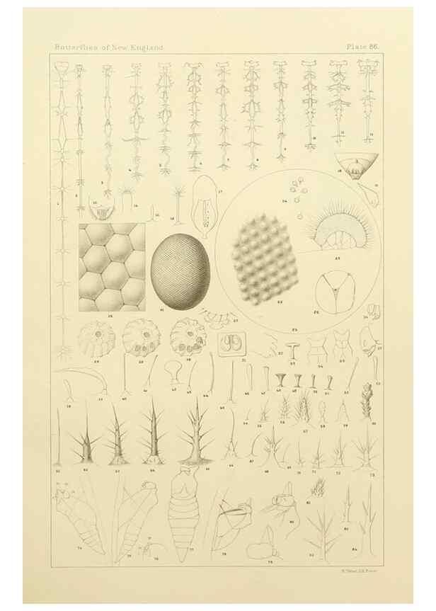 Reproducción/Reproduction 8253395770: The butterflies of the eastern United States and Canada :. Cambridge :The author,1889.