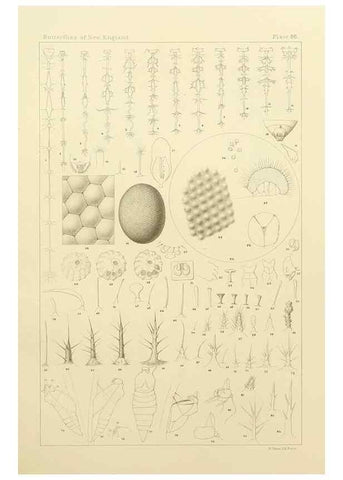 Reproducción/Reproduction 8253395770: The butterflies of the eastern United States and Canada :. Cambridge :The author,1889.