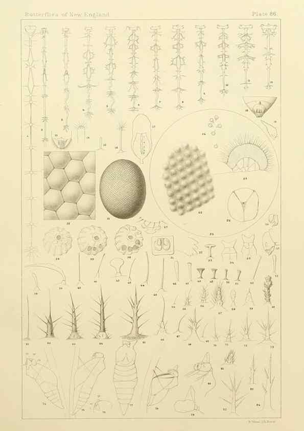 Reproducción/Reproduction 8253395770: The butterflies of the eastern United States and Canada :. Cambridge :The author,1889.