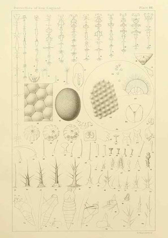 Reproducción/Reproduction 8253395770: The butterflies of the eastern United States and Canada :. Cambridge :The author,1889.