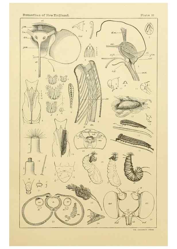 Reproducción/Reproduction 8253396344: The butterflies of the eastern United States and Canada :. Cambridge :The author,1889.