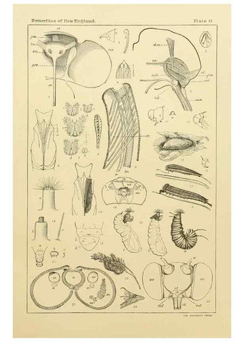 Reproducción/Reproduction 8253396344: The butterflies of the eastern United States and Canada :. Cambridge :The author,1889.