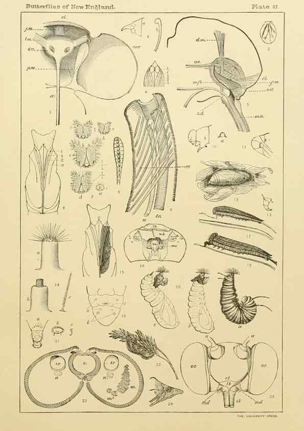 Reproducción/Reproduction 8253396344: The butterflies of the eastern United States and Canada :. Cambridge :The author,1889.