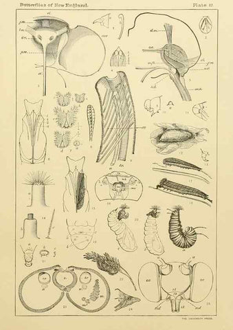 Reproducción/Reproduction 8253396344: The butterflies of the eastern United States and Canada :. Cambridge :The author,1889.