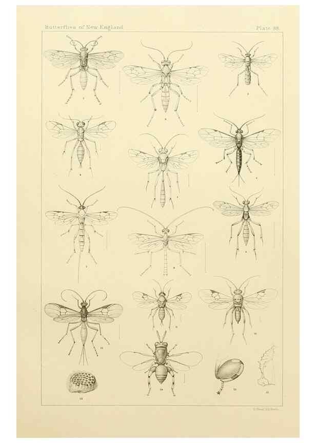 Reproducción/Reproduction 8253396712: The butterflies of the eastern United States and Canada :. Cambridge :The author,1889.
