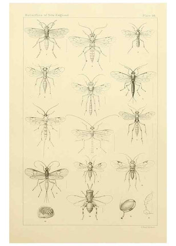 Reproducción/Reproduction 8253396712: The butterflies of the eastern United States and Canada :. Cambridge :The author,1889.