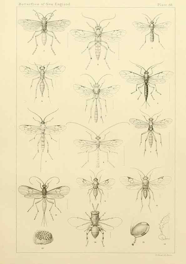 Reproducción/Reproduction 8253396712: The butterflies of the eastern United States and Canada :. Cambridge :The author,1889.