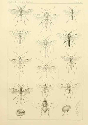 Reproducción/Reproduction 8253396712: The butterflies of the eastern United States and Canada :. Cambridge :The author,1889.
