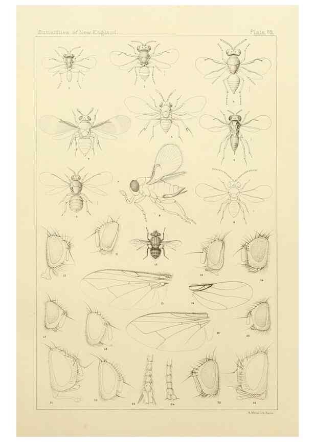 Reproducción/Reproduction 8253397088: The butterflies of the eastern United States and Canada :. Cambridge :The author,1889.