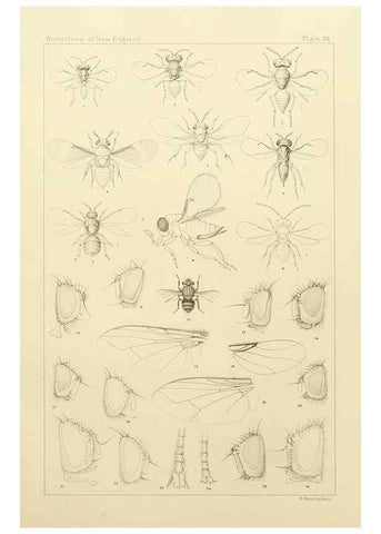 Reproducción/Reproduction 8253397088: The butterflies of the eastern United States and Canada :. Cambridge :The author,1889.