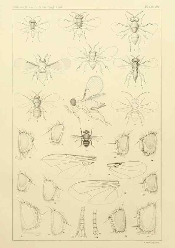 Reproducción/Reproduction 8253397088: The butterflies of the eastern United States and Canada :. Cambridge :The author,1889.