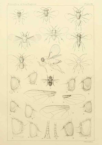 Reproducción/Reproduction 8253397088: The butterflies of the eastern United States and Canada :. Cambridge :The author,1889.