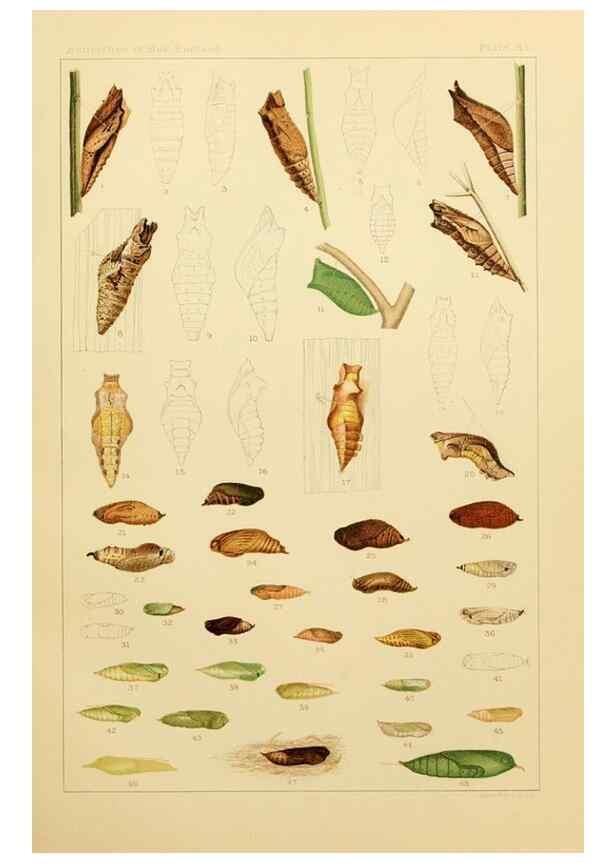 Reproducción/Reproduction 8253395386: The butterflies of the eastern United States and Canada :. Cambridge :The author,1889.