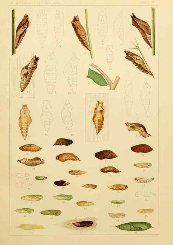 Reproducción/Reproduction 8253395386: The butterflies of the eastern United States and Canada :. Cambridge :The author,1889.