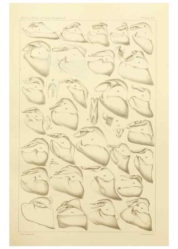 Reproducción/Reproduction 8252303689: The butterflies of the eastern United States and Canada :. Cambridge :The author,1889.