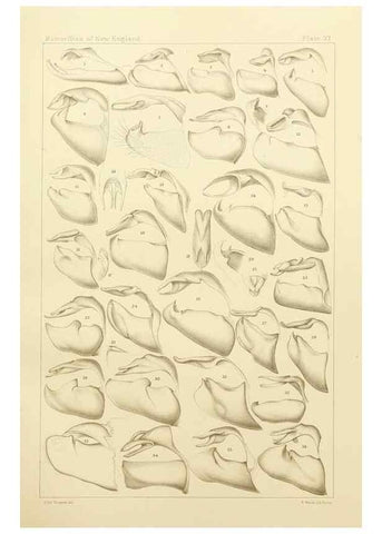 Reproducción/Reproduction 8252303689: The butterflies of the eastern United States and Canada :. Cambridge :The author,1889.