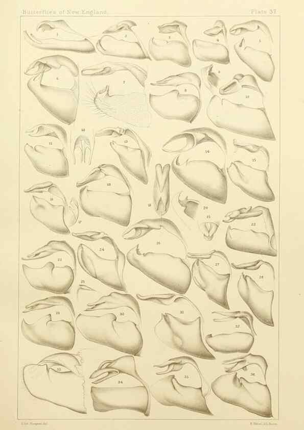 Reproducción/Reproduction 8252303689: The butterflies of the eastern United States and Canada :. Cambridge :The author,1889.