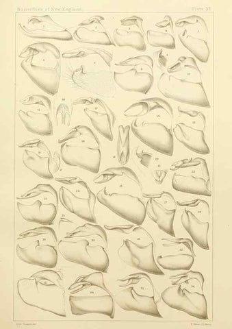 Reproducción/Reproduction 8252303689: The butterflies of the eastern United States and Canada :. Cambridge :The author,1889.