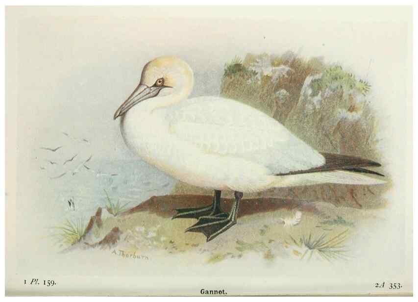 Reproducción/Reproduction 8263830541: The birds of the British Isles and their eggs.. London ;F. Warne,1919.