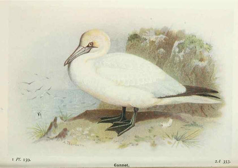 Reproducción/Reproduction 8263830541: The birds of the British Isles and their eggs.. London ;F. Warne,1919.
