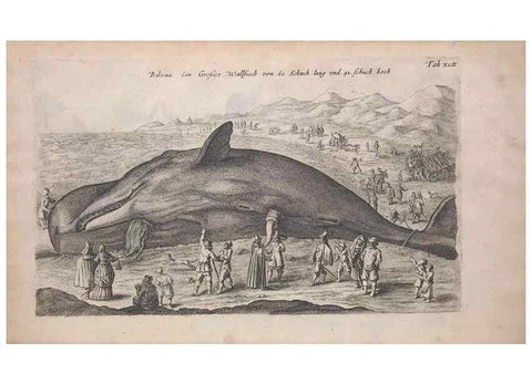 Reproducción/Reproduction 8265042818: Historiae naturalis de quadrupedibus libri :. Amstelodami :Apud Ioannem Iacobi Fil. Schipper,MDCLVII [1657]