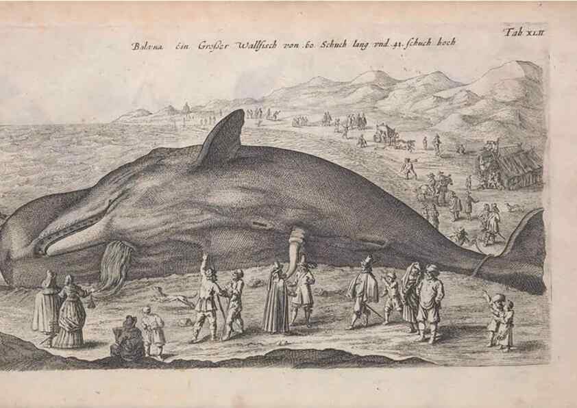 Reproducción/Reproduction 8265042818: Historiae naturalis de quadrupedibus libri :. Amstelodami :Apud Ioannem Iacobi Fil. Schipper,MDCLVII [1657]