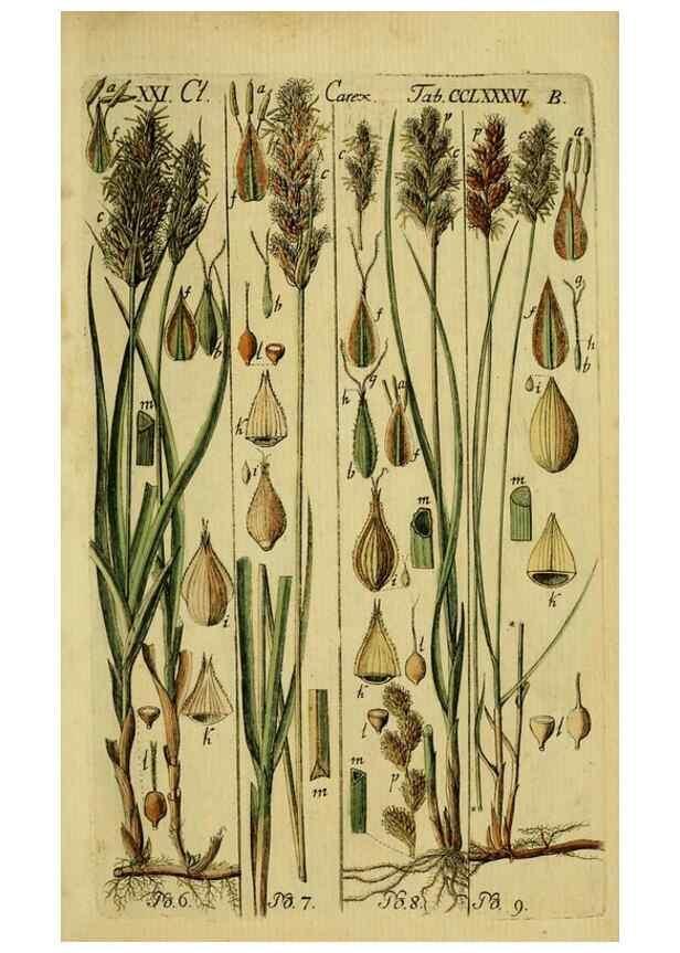 Reproducción/Reproduction 8287387443: Beschreibung und Abbildung der theils bekannten, theils noch nicht beschriebenen Arten von Riedgräsern,. Wittenberg,1801-1806.
